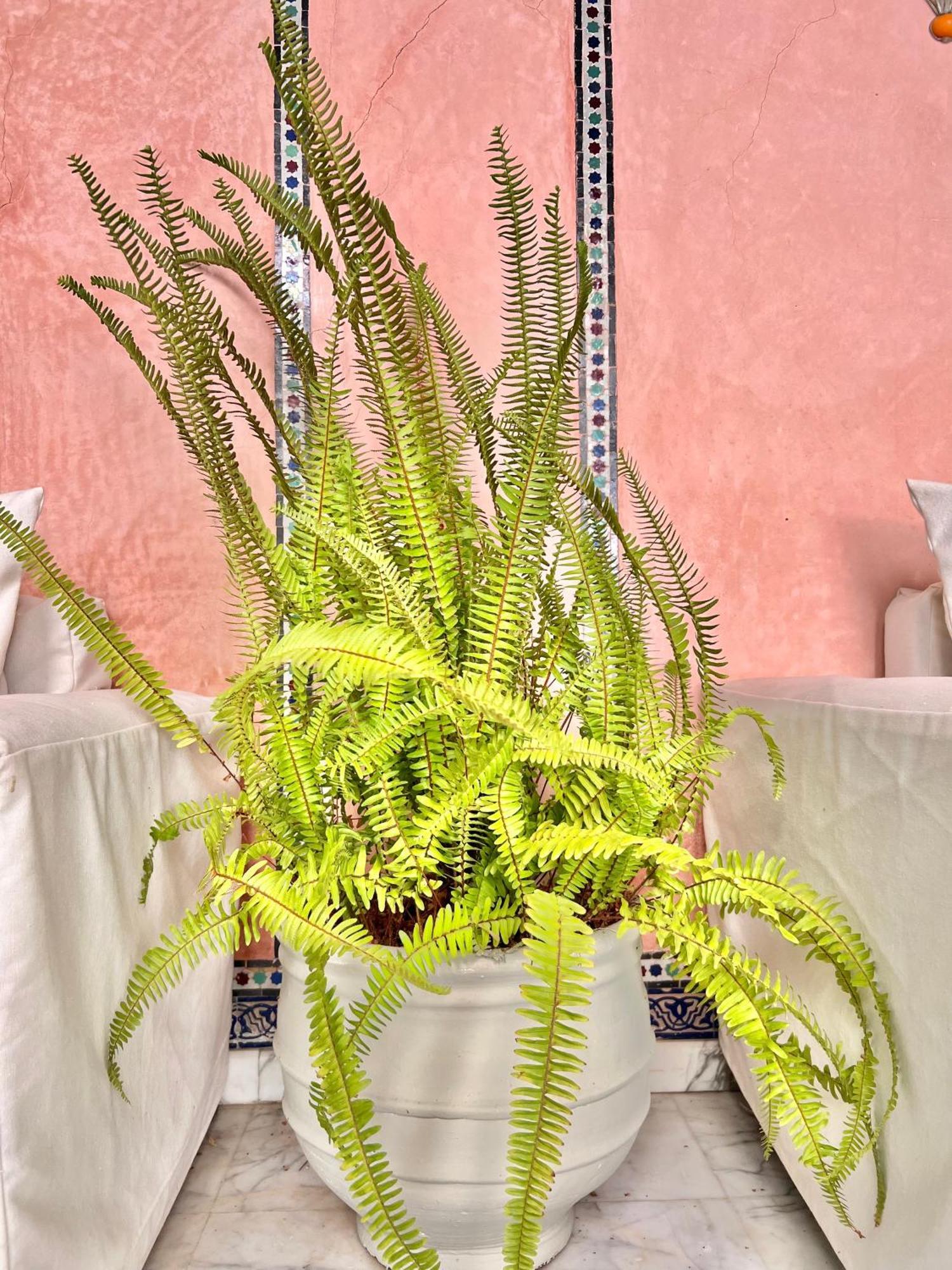 Riad Azad & Spa Marrakesh Esterno foto
